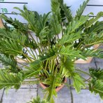 Filodendron (Philodendron xanadu) výška 60-80 cm, kont. C9L